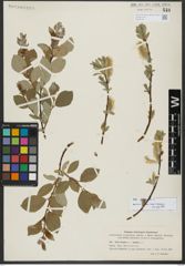 Foto von Salix hastata L.